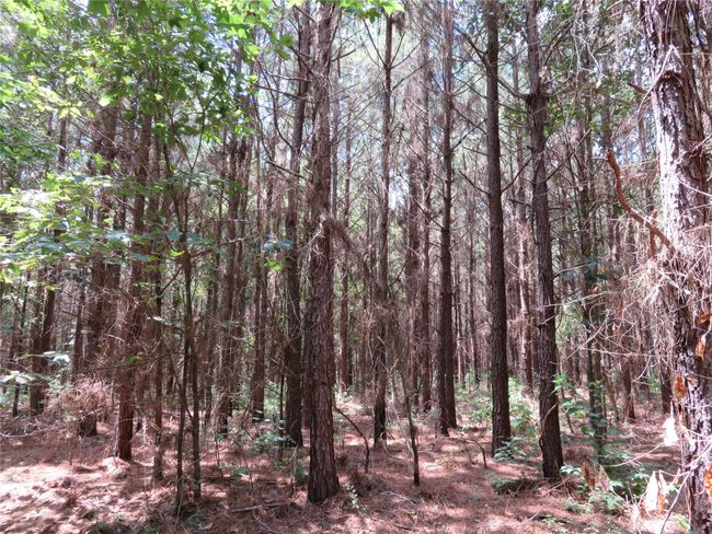 00 Highway 371, Home with 0 bedrooms, 0 bathrooms and null parking in Rosston AR | Image 17