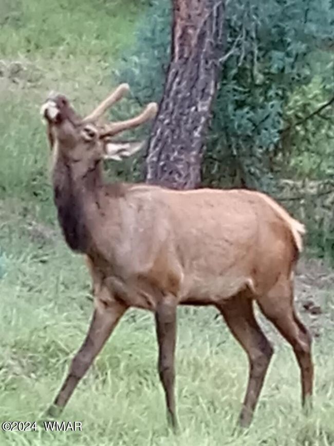 deer 3 | Image 35