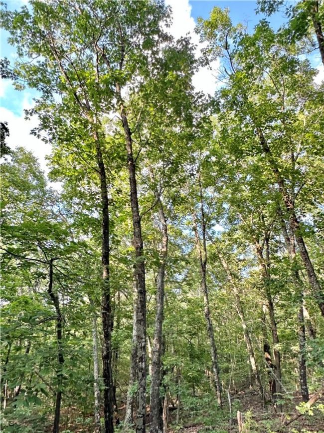 11 Slaty Gap Road, Home with 0 bedrooms, 0 bathrooms and null parking in West Fork AR | Image 12