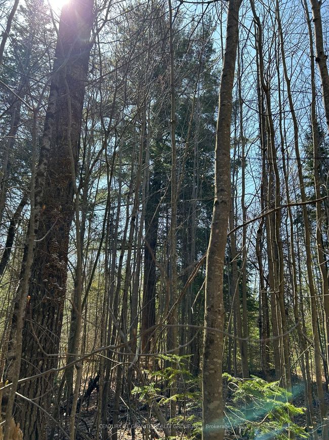 0 Madawaska Rd, Home with 0 bedrooms, 0 bathrooms and null parking in Maynooth ON | Image 7