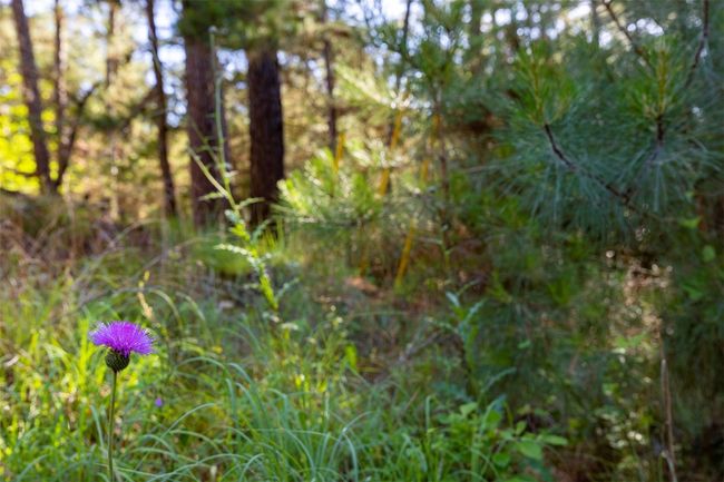 View of local wilderness | Image 9