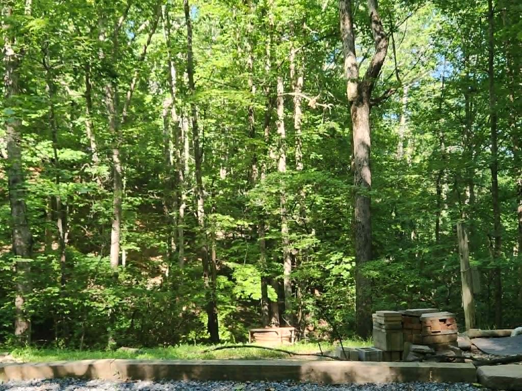 Land in Ellijay 5