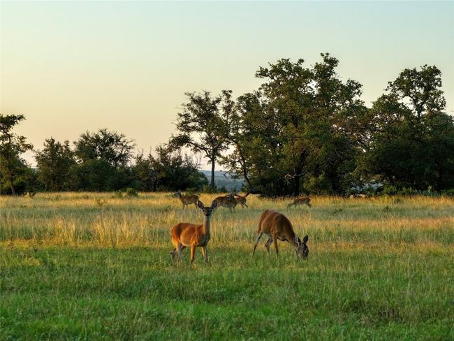 View of yard with a view of rural / pastoral area | Image 28