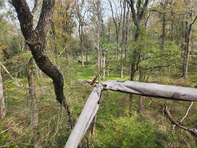 View of yard featuring a view of trees | Image 5