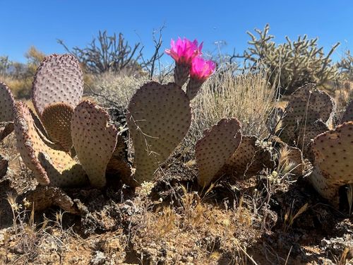 281 S Arapaho Dr, Yucca, AZ, 86438 | Card Image