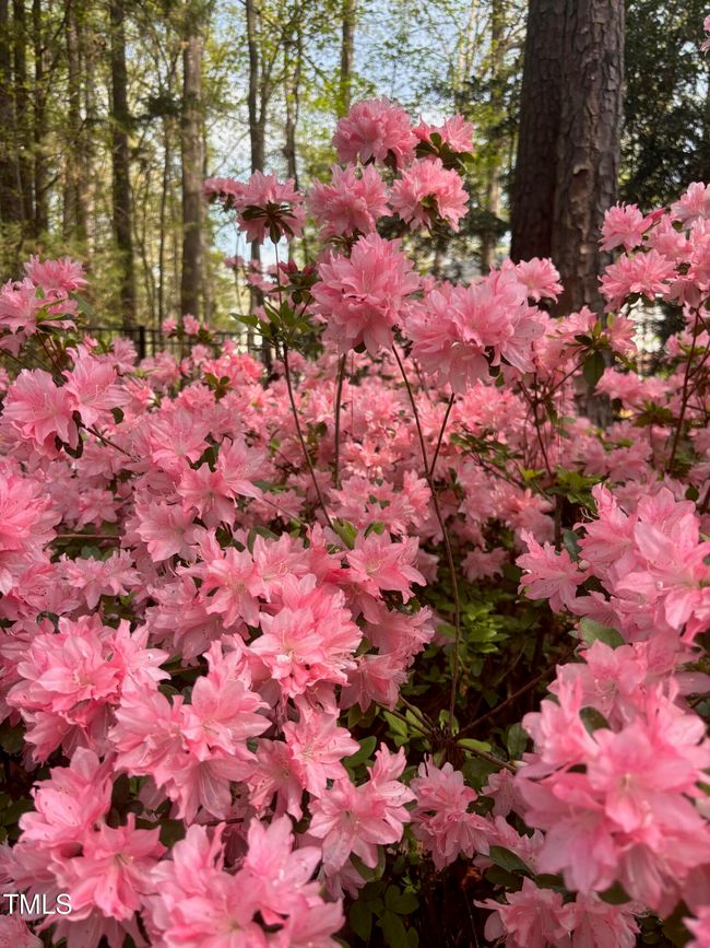 Azaleas Galore | Image 50