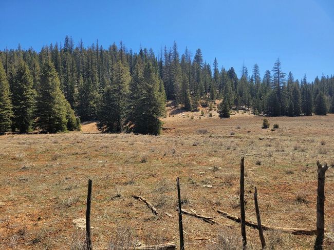 National Forest1 | Image 8