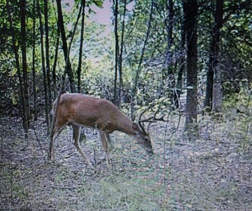000 County Road 318, Bradford, AR, 72020 | Card Image