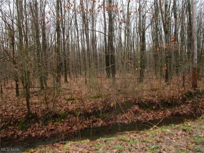 Woods | Image 4
