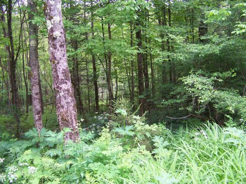 403 Fiske Rd, Rochester, VT, 05767 | Card Image