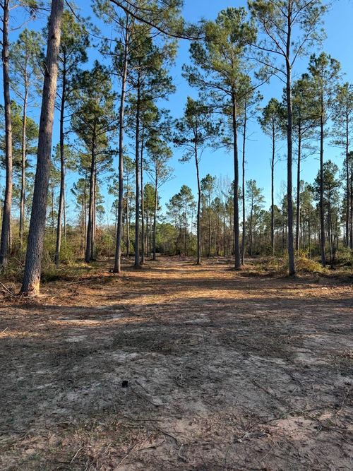 TBD-B County Road 216, Beckville, TX, 75631 | Card Image