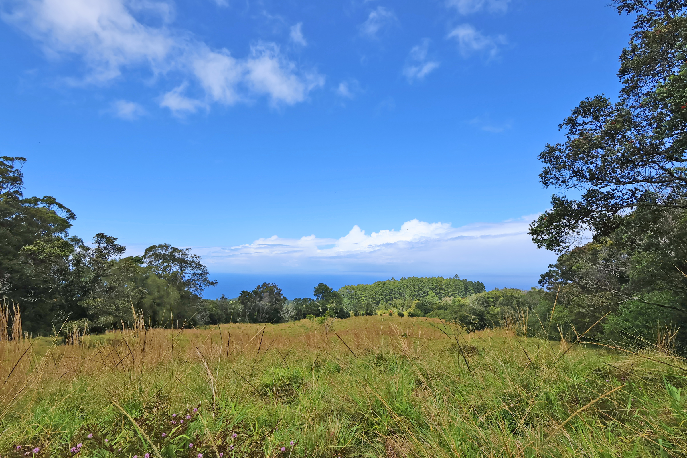 Land in Laupahoehoe 3