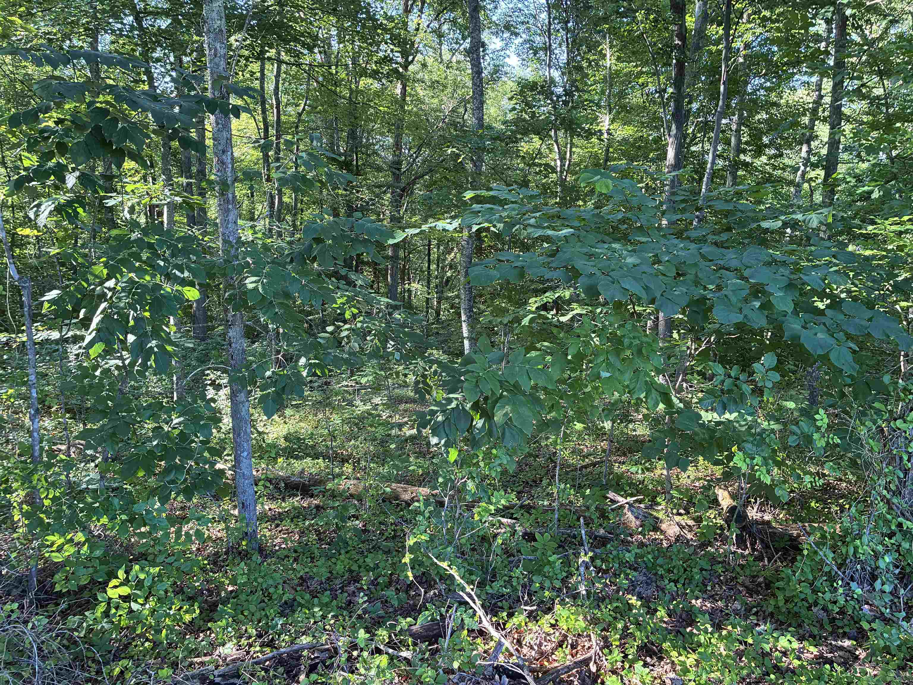 Land in Louisa