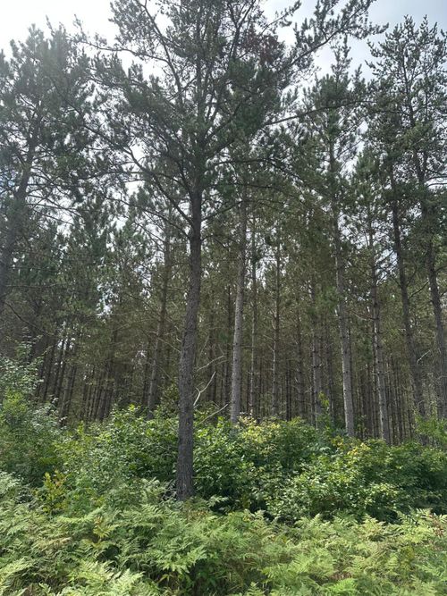 lot-4-ON Lee Rd, Tomahawk, WI, 54487 | Card Image
