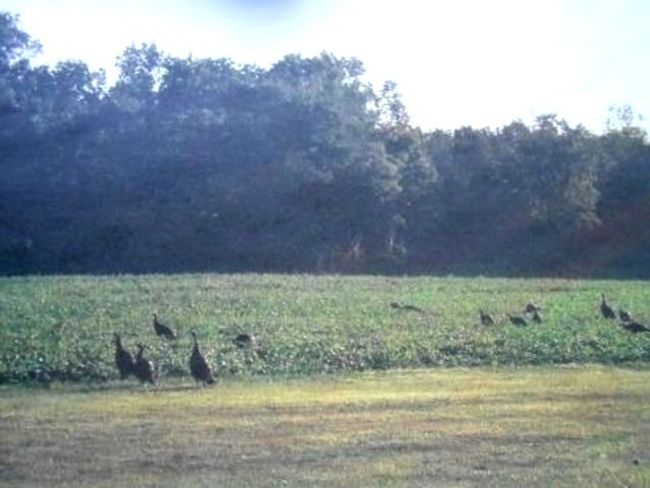 WILD TURKEY | Image 18