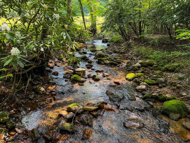 2486 Laurel Fork Rd, Home with 0 bedrooms, 0 bathrooms and null parking in Rocky Gap VA | Image 25