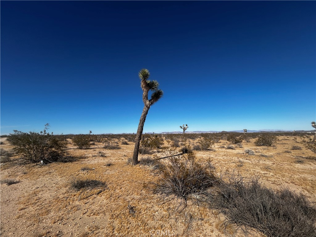 Land in Joshua Tree