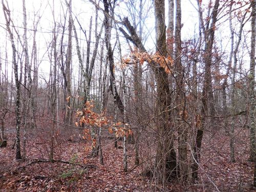 1143 Natchez Trce, Crossville, TN, 38572 | Card Image