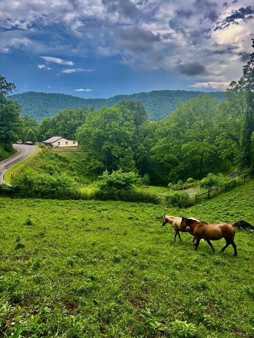 1533 Veterans Rd, Tannersville, VA, 24377-3576 | Card Image