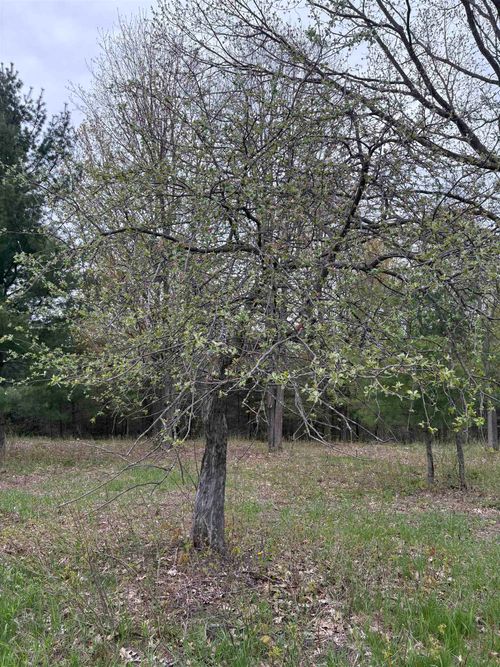 0 Shanty Creek Rd, Bellaire, MI, 49615 | Card Image