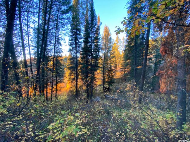 View of local wilderness | Image 66