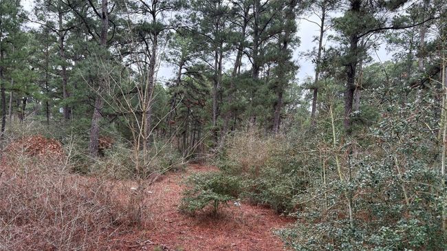 View of local wilderness with a wooded view | Image 29