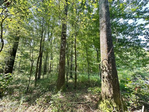 2 Champion Hill Rd, Bolton, MS, 39041 | Card Image