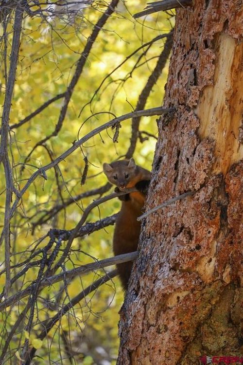 TBD Burro Mountain, Jasper, CO, 81132 | Card Image