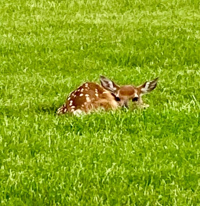 Wildlife on property | Image 34