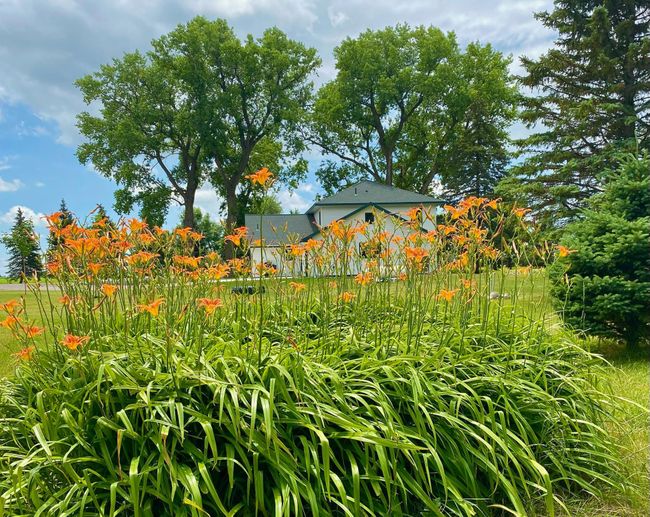 Several Areas of Perennial Flower Beds | Image 67