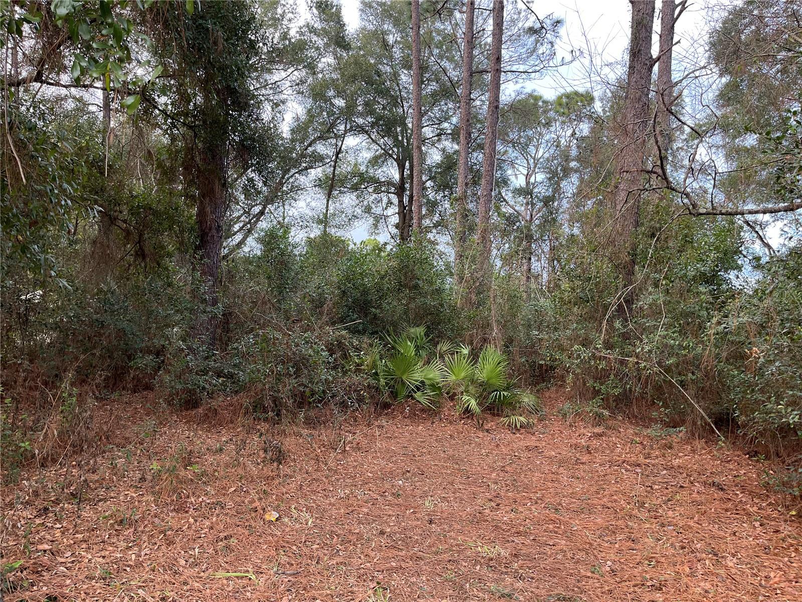 Land in OCALA