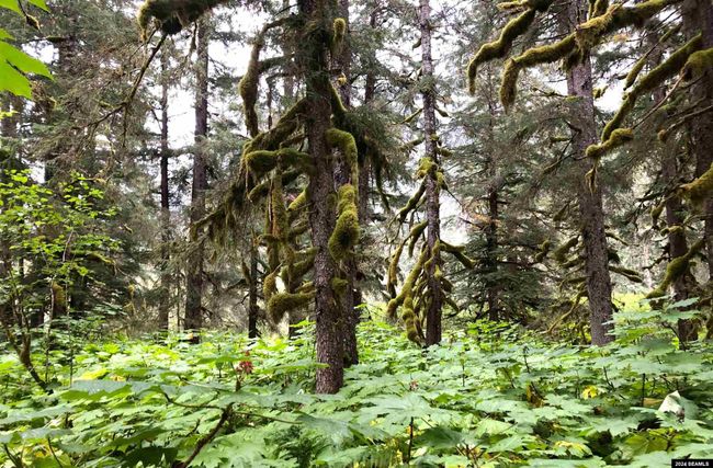LOT17-BLK-B-EXCURSION-I - 17 Excursion Inlet, Home with 0 bedrooms, 0 bathrooms and null parking in Excursion Inlet AK | Image 7