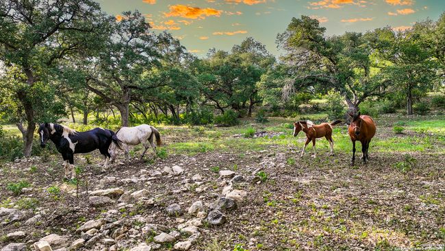 543 Narrows Rd, Home with 0 bedrooms, 0 bathrooms and null parking in Blanco TX | Image 38