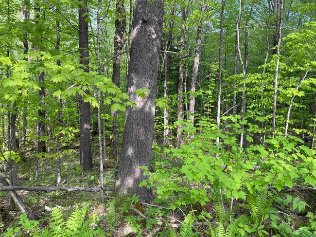 0 Snell Rd, Home with 0 bedrooms, 0 bathrooms and null parking in Chester VT | Image 9
