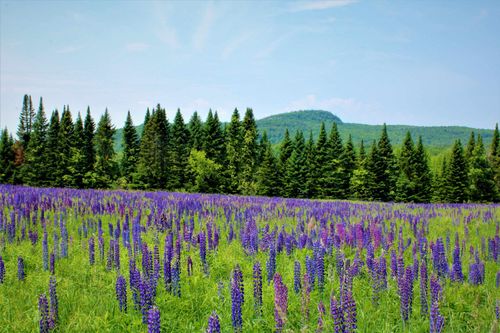 0 North Rd, Milton, VT, 05468 | Card Image