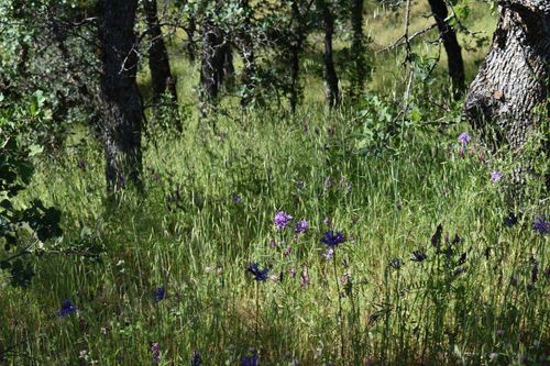 30 Eagle Valley Ct, Red Bluff, CA, 96080 | Card Image