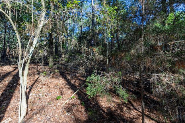 View of local wilderness | Image 7