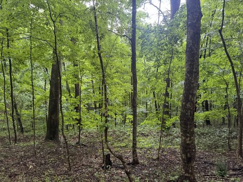 0 Petty Gap Rd, Woodbury, TN, 37190 | Card Image