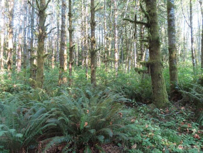 0 XXX State Route 4 W, Home with 0 bedrooms, 0 bathrooms and null parking in Grays River WA | Image 8