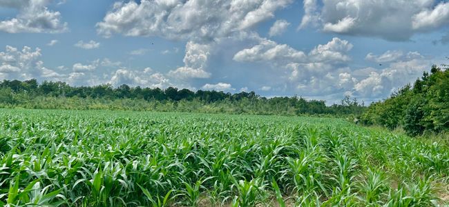 View of local wilderness with extensive farmland and rural landscape | Image 26