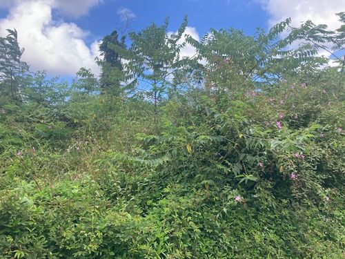 14-3479 Shell Rd, PAHOA, HI, 96778-8167 | Card Image