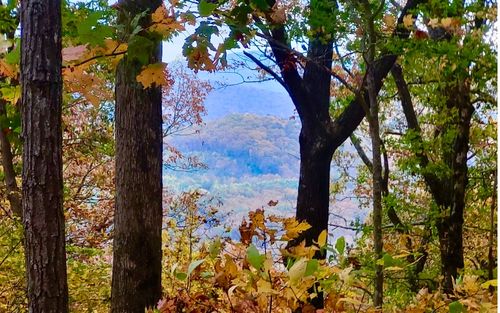 91-43.91 Old Burnt Mountain Rd, Ellijay, GA, 30536 | Card Image