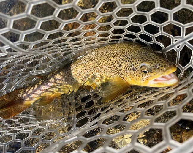 Stillwater brown who lived to swim another day! | Image 62