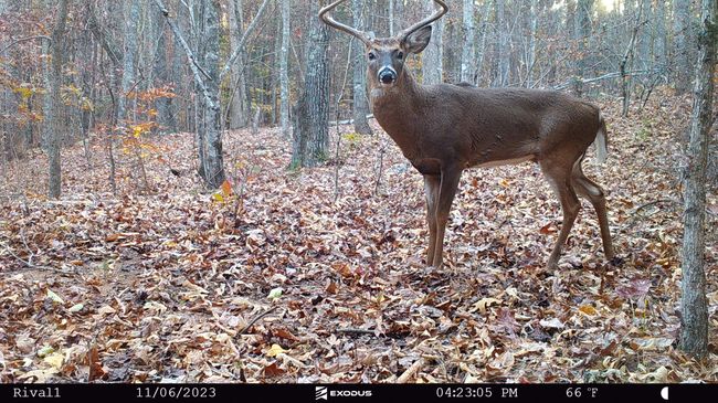 23.11.06 - Buck (Big wide 8) 2 | Image 11