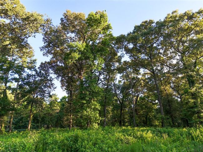 Ground-level image of the front portion of the 4.9-acre tract showcasing mature hardwood trees and dense natural vegetation. | Image 6