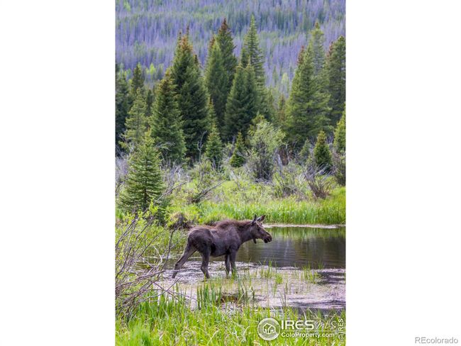 1690 Continental Peaks Cir, House other with 3 bedrooms, 3 bathrooms and 2 parking in Estes Park CO | Image 16