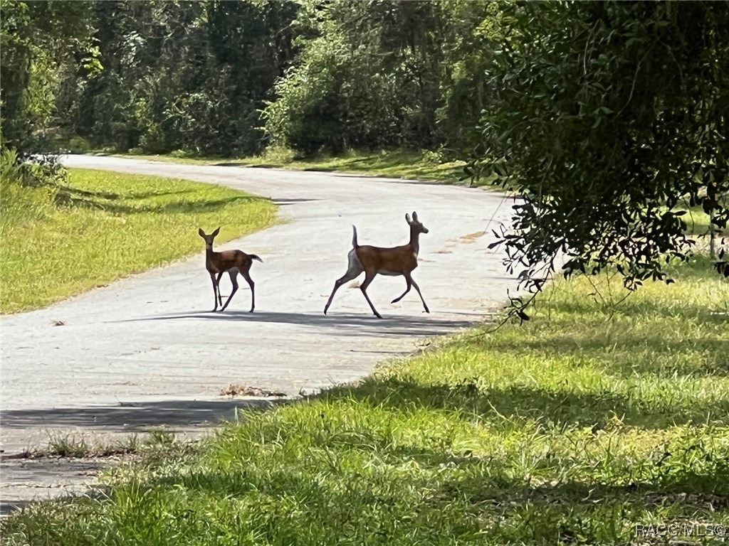 Land in Dunnellon 4