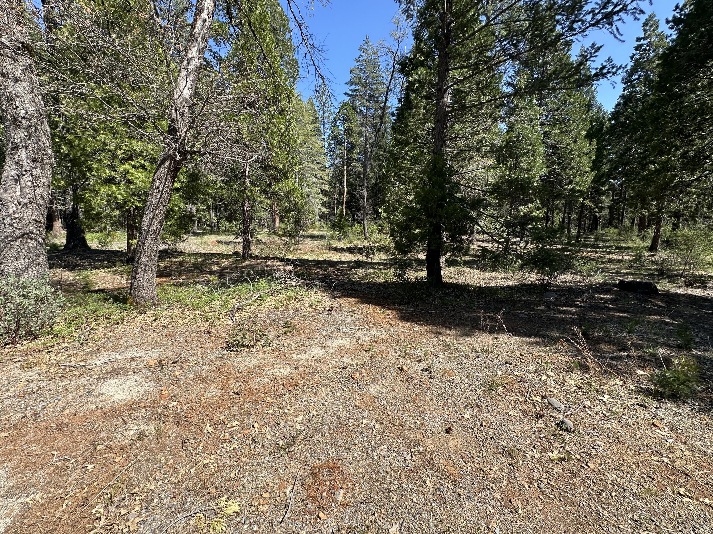 Land in Shingletown 4