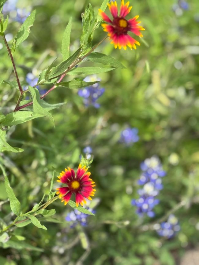 Beautiful flowers throughout property. | Image 35