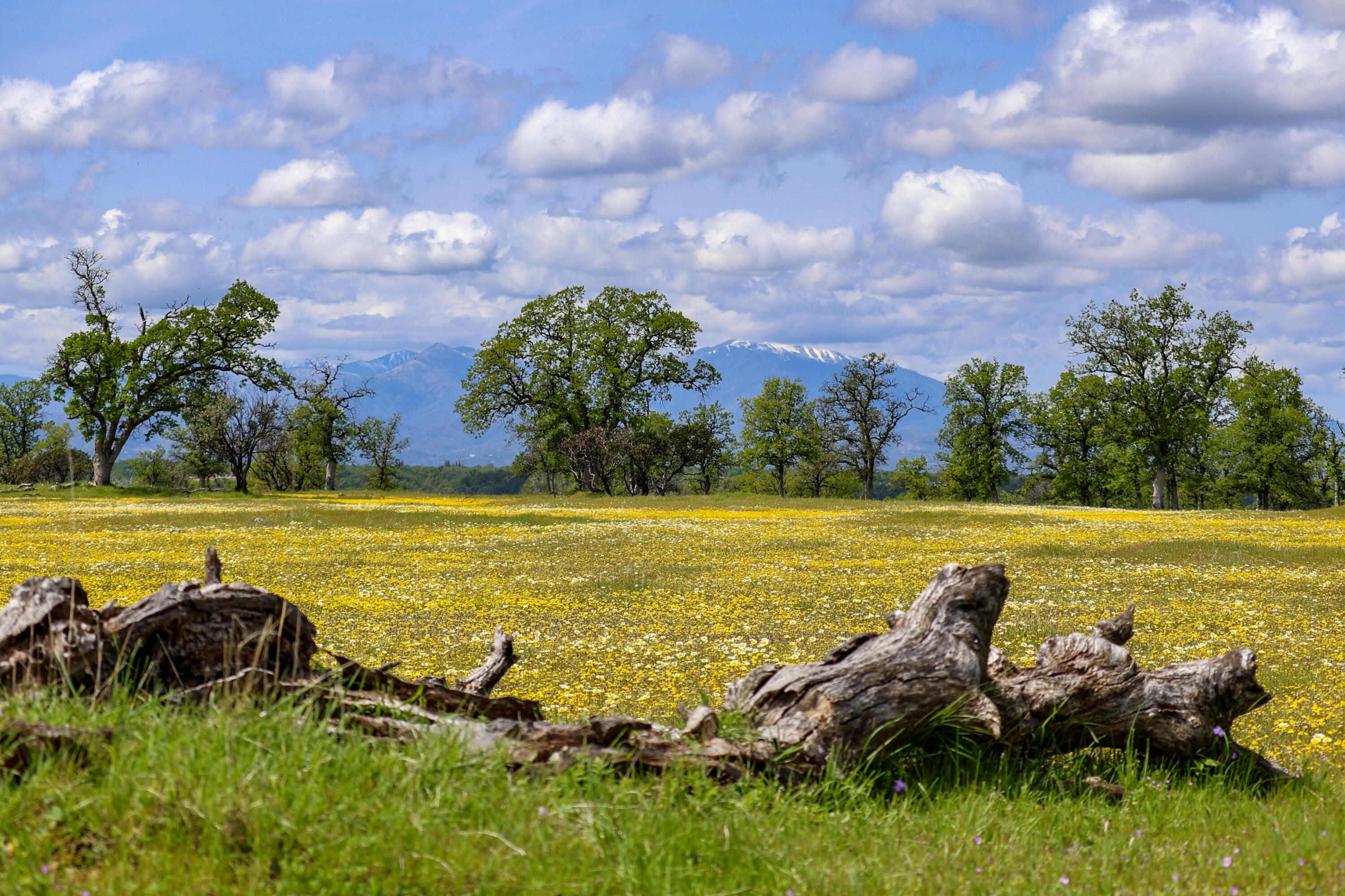 Land in Palo Cedro 5